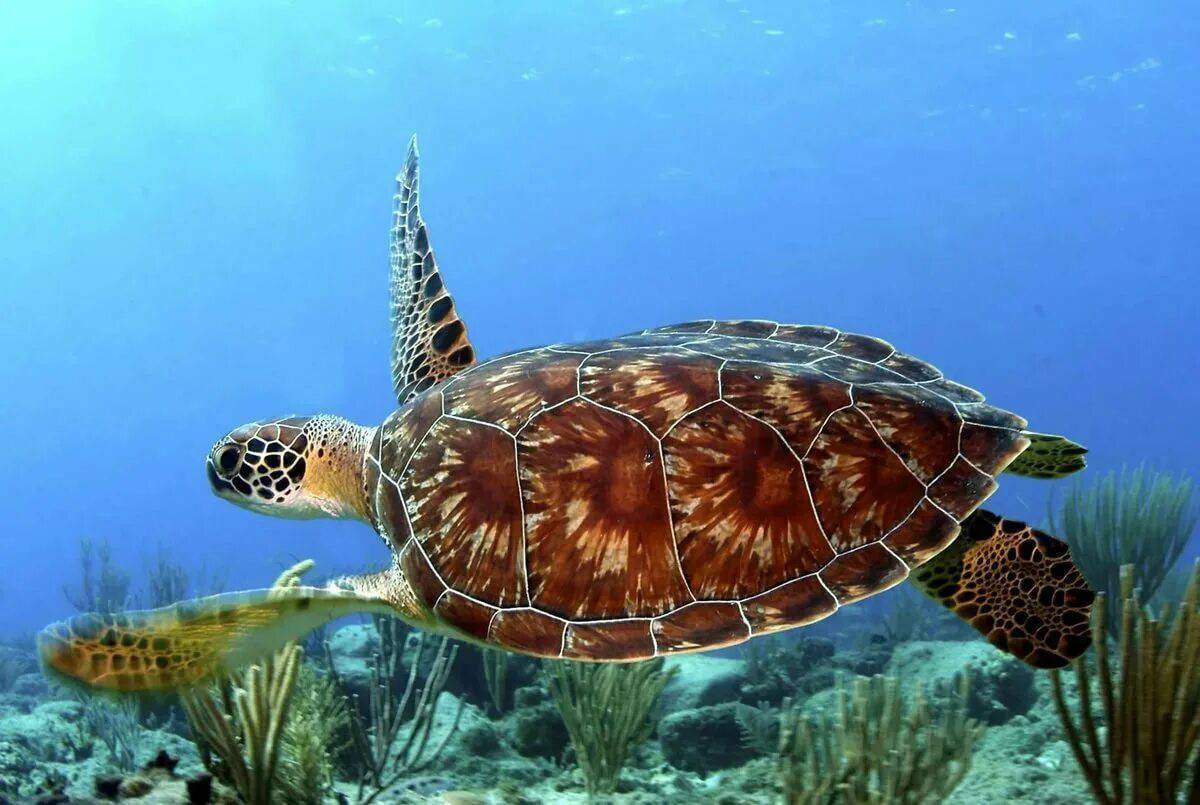 Черепаха морская #11