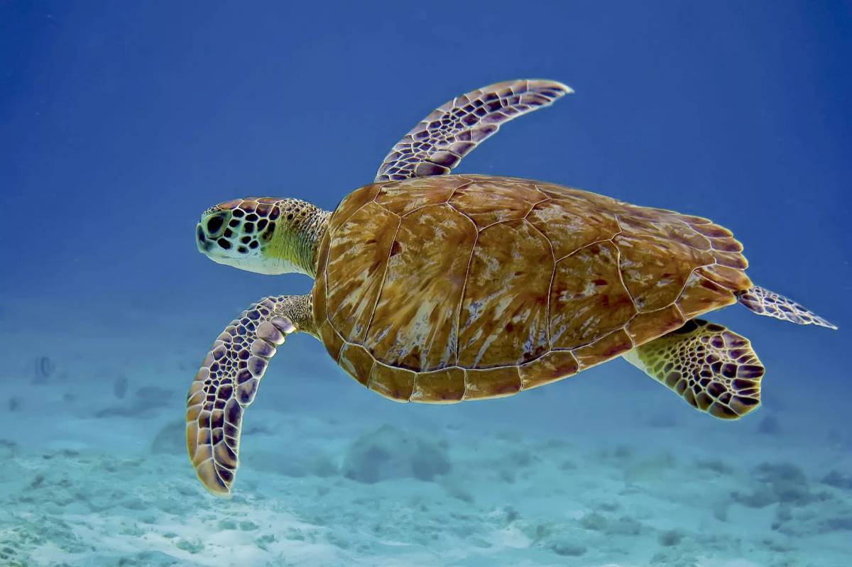 Черепаха морская #14