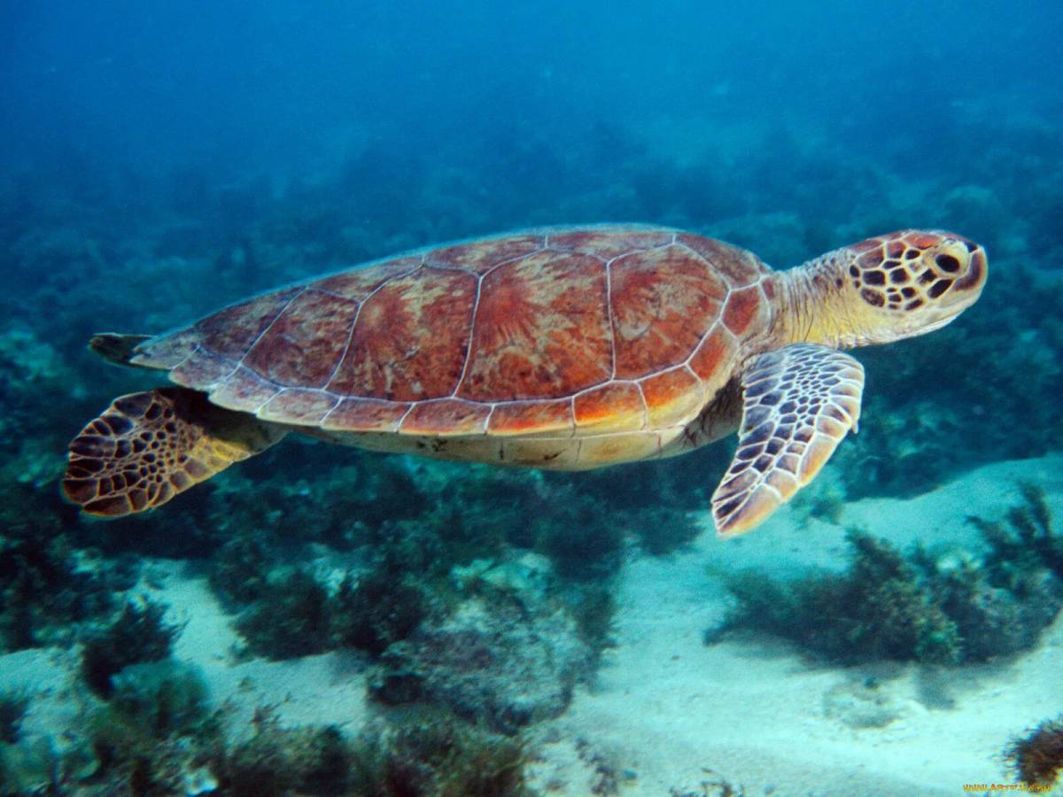 Черепаха морская #15
