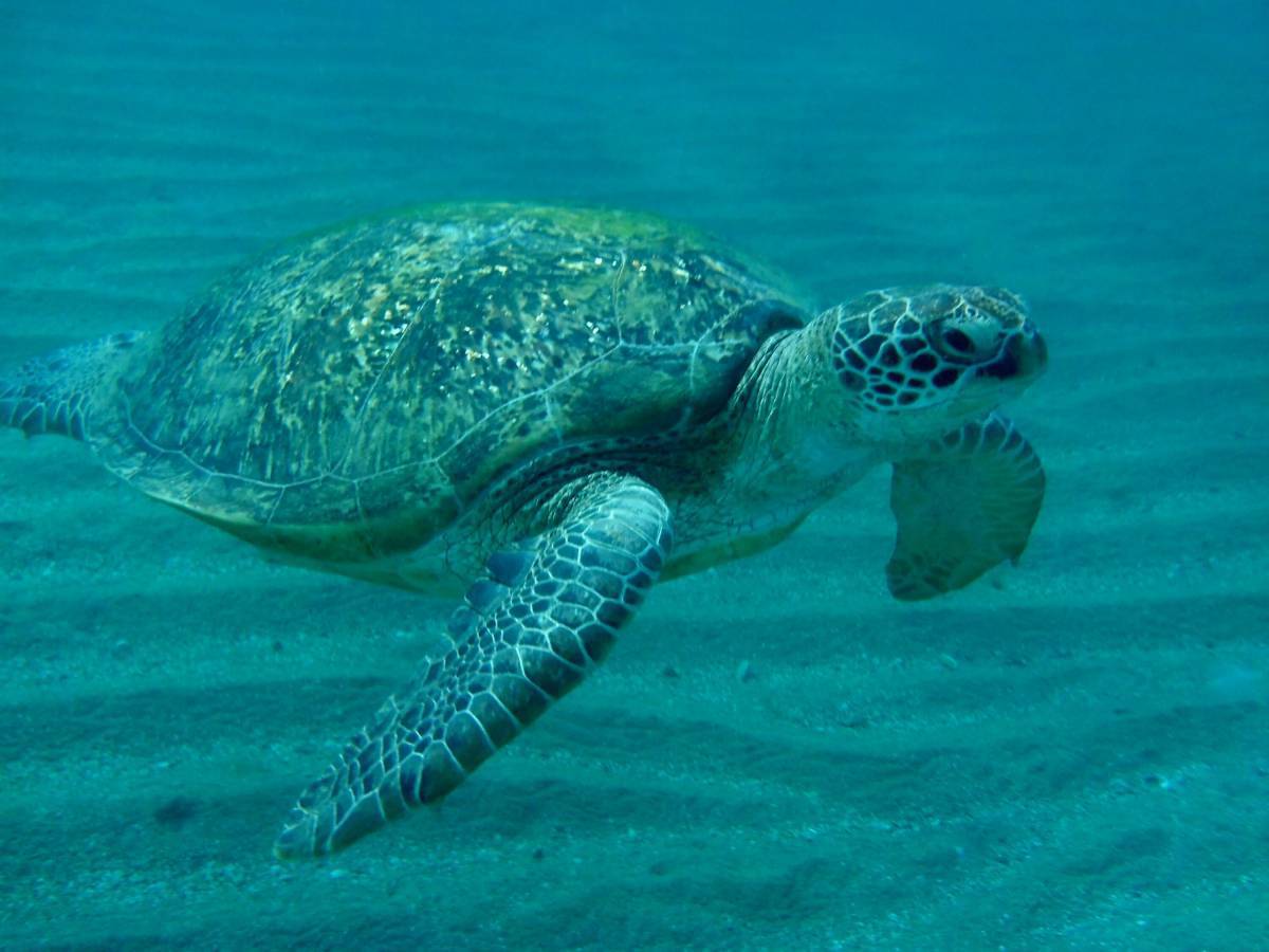 Черепаха морская #18