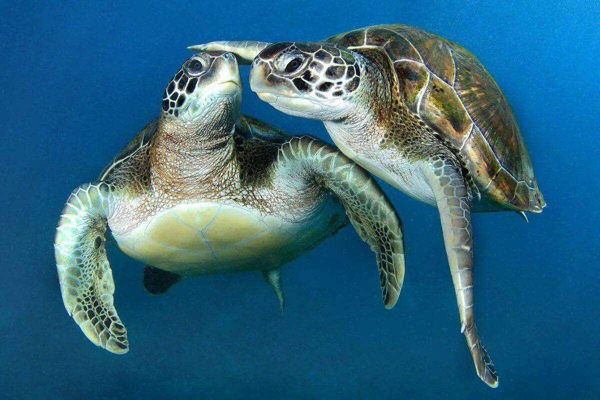 Черепаха морская #20