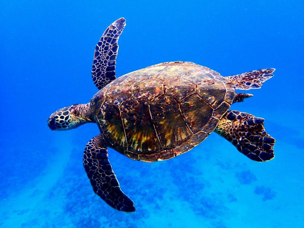 Черепаха морская #22