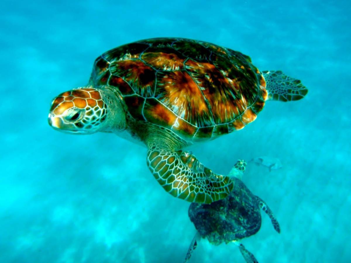 Черепаха морская #24