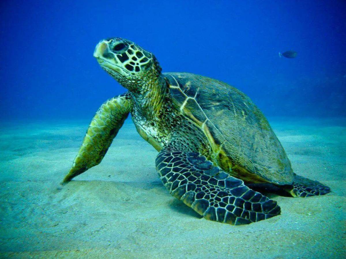 Черепаха морская #28