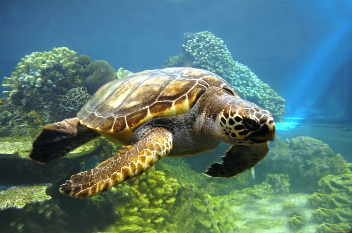 Черепаха морская #30