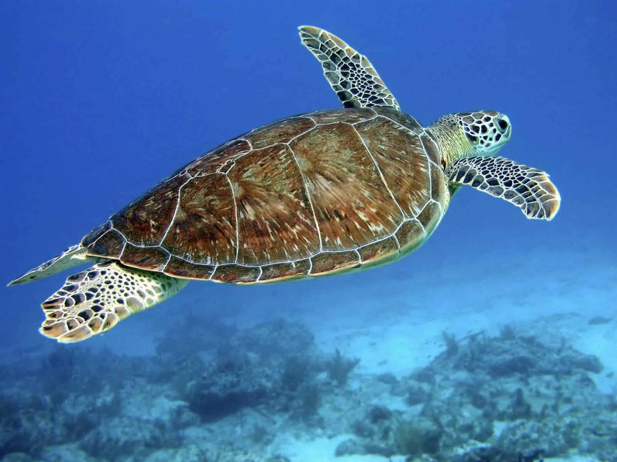 Черепаха морская #31