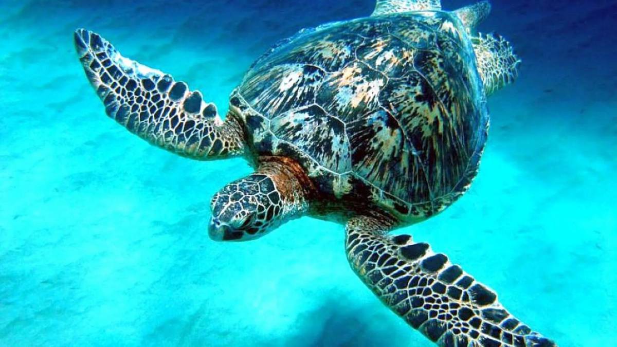 Черепаха морская #35