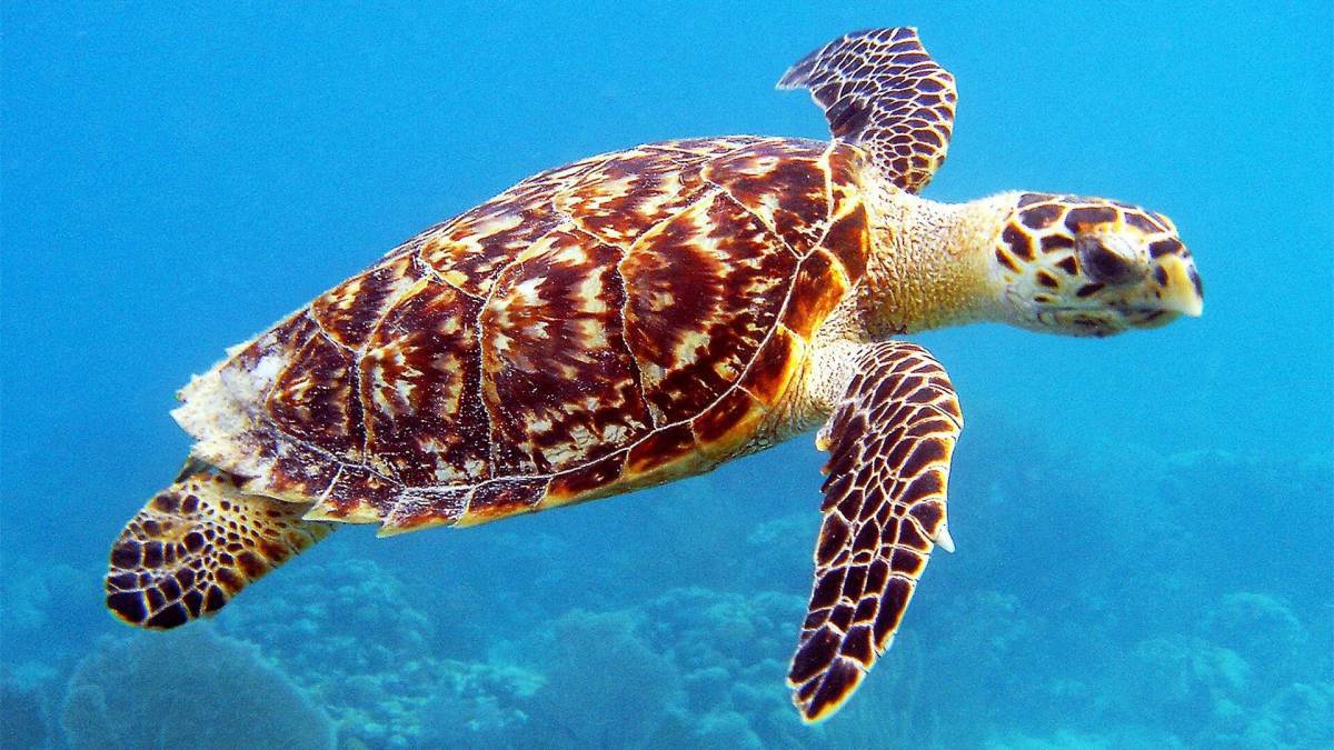 Черепаха морская #36