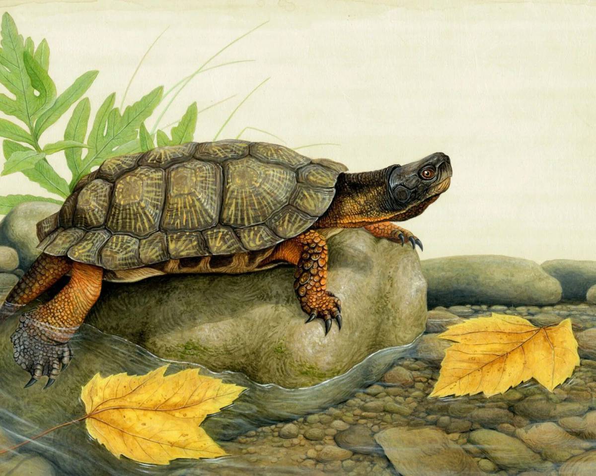 Черепаха рисунок #28