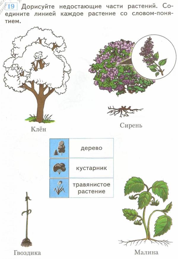 План урока 3 класс окружающий мир