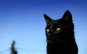 Раскраска черный кот #2 #560108