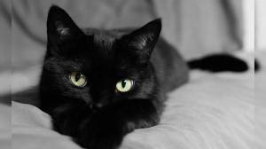 Раскраска черный кот #3 #560109