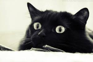 Раскраска черный кот #4 #560110