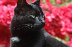 Раскраска черный кот #5 #560111
