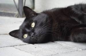 Раскраска черный кот #6 #560112