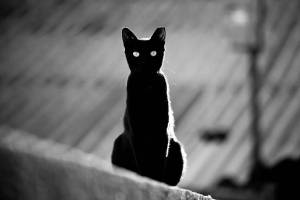 Раскраска черный кот #7 #560113