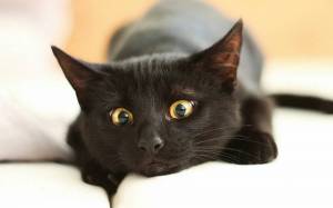 Раскраска черный кот #8 #560114