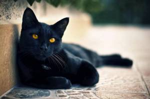 Раскраска черный кот #9 #560115
