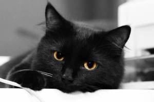 Раскраска черный кот #10 #560116