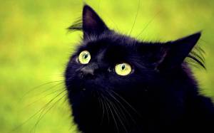 Раскраска черный кот #11 #560117