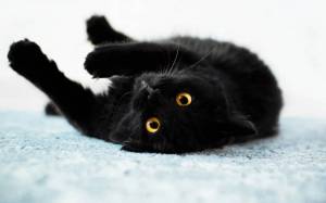 Раскраска черный кот #12 #560118
