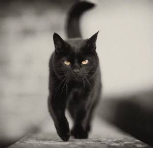 Раскраска черный кот #13 #560119
