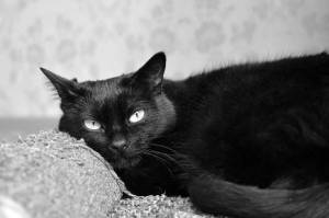 Раскраска черный кот #14 #560120