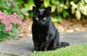 Раскраска черный кот #15 #560121