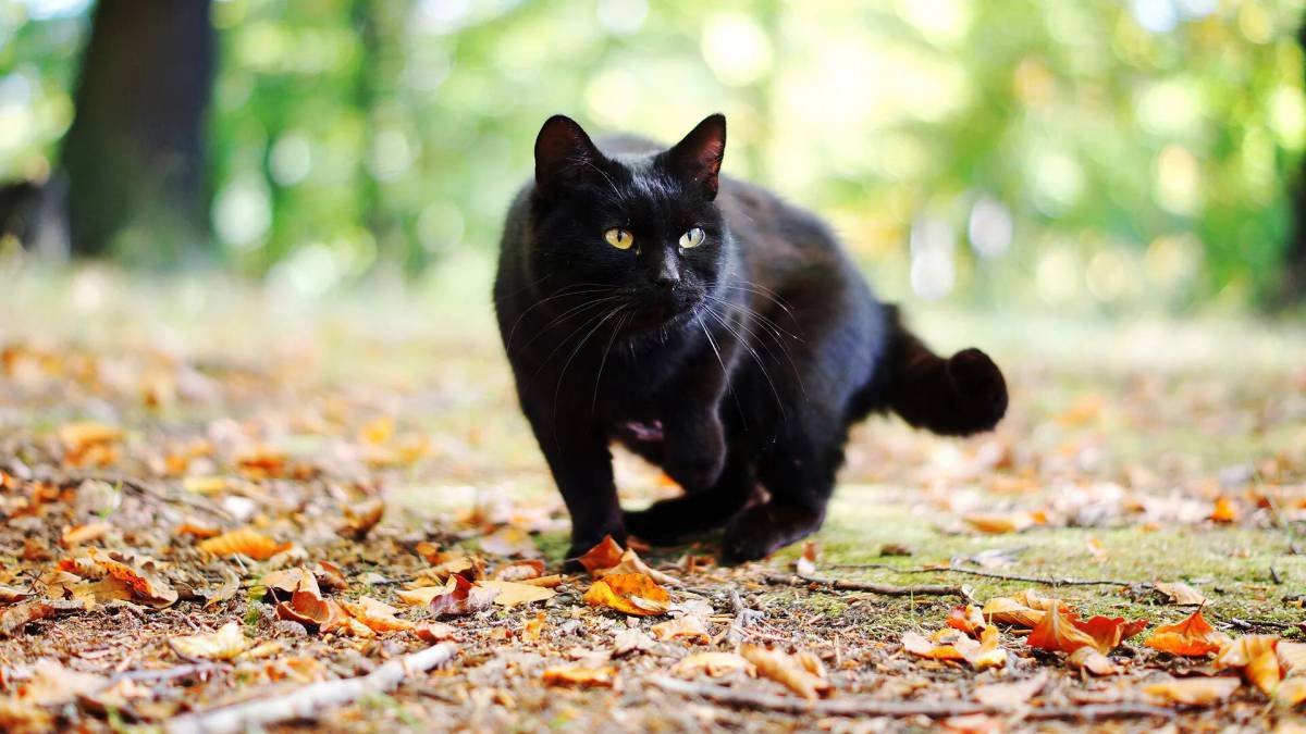 Черный кот #1