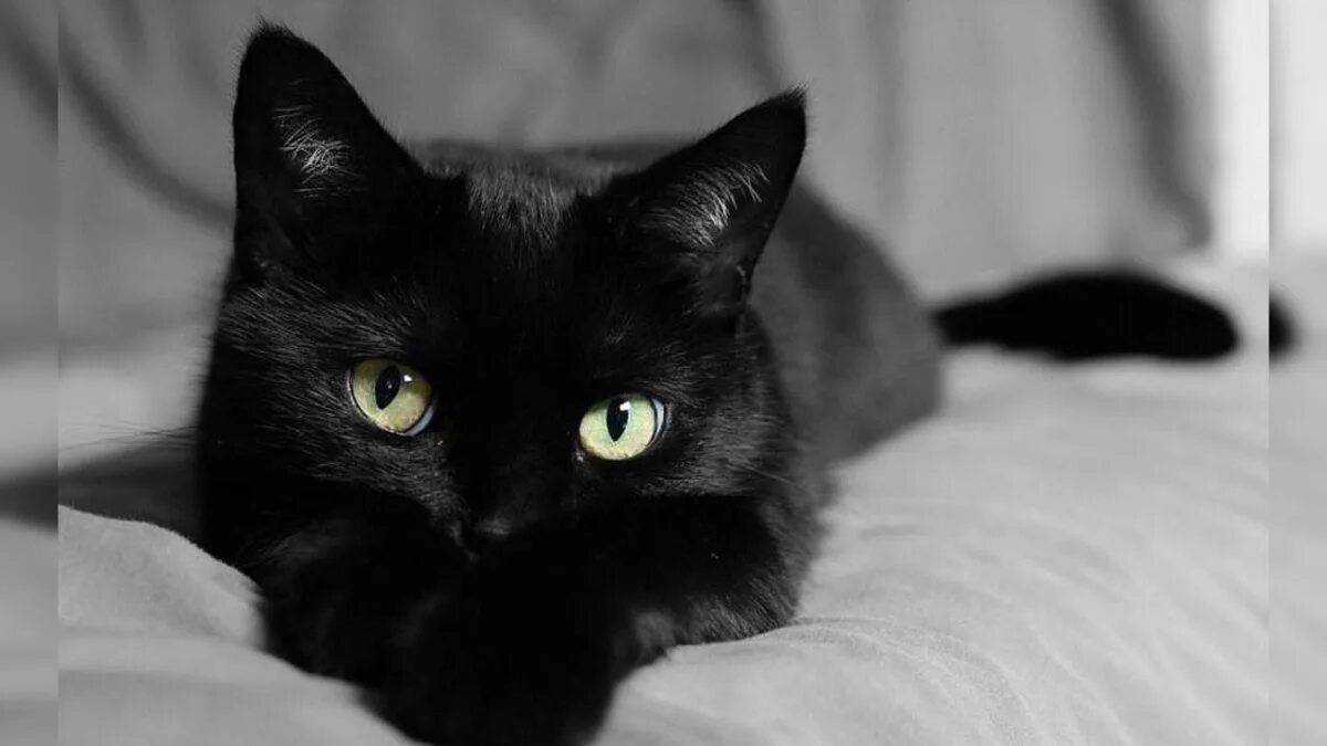 Черный кот #3