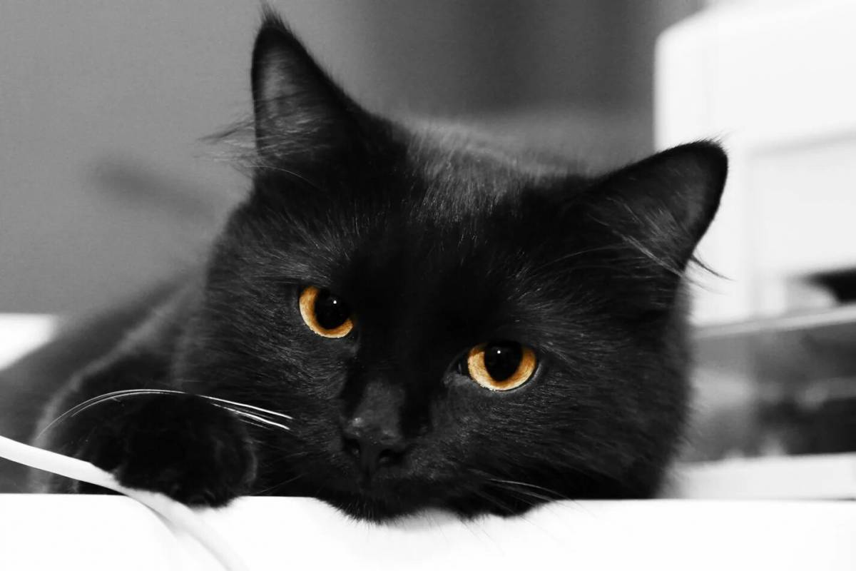 Черный кот #10