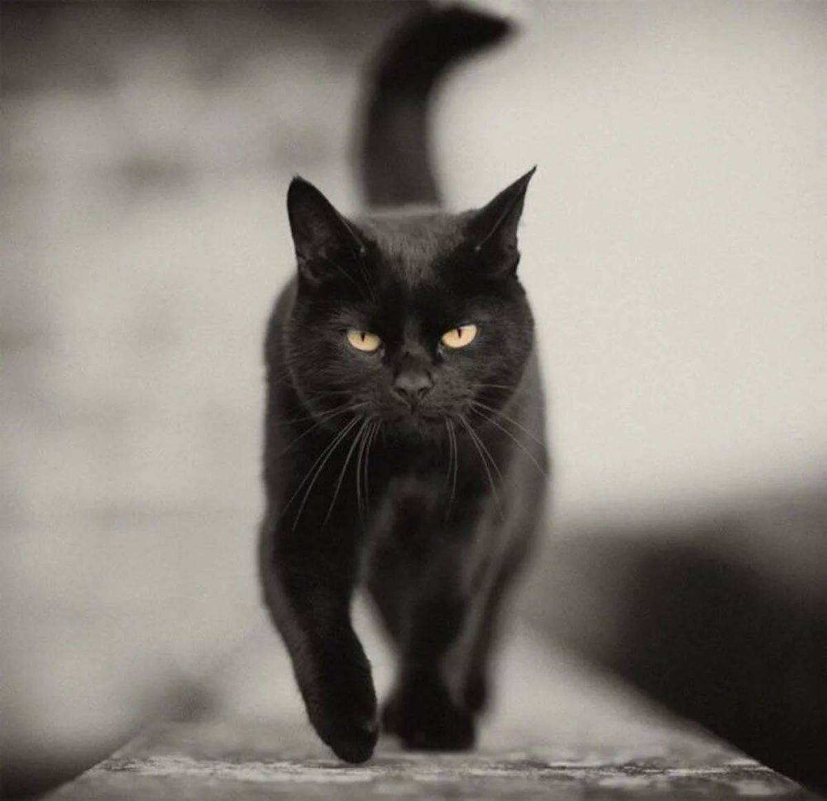 фото черного кота на аву