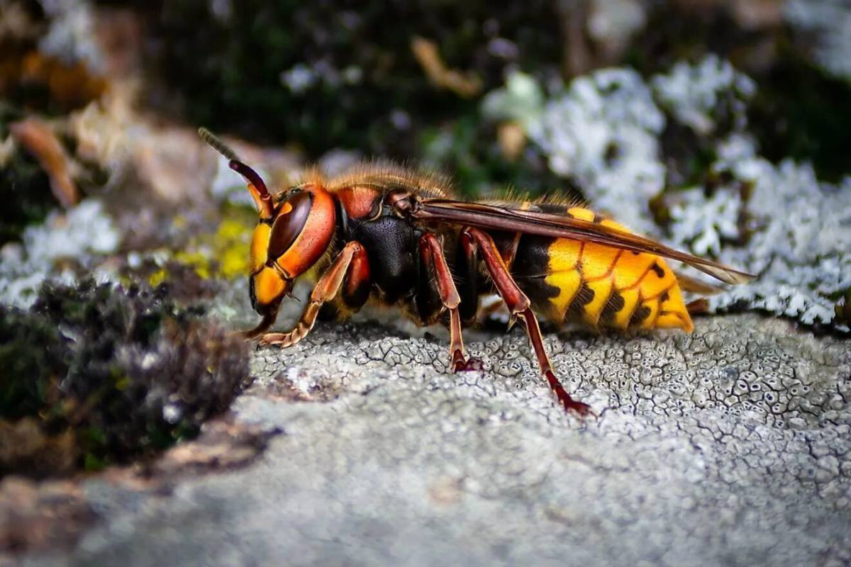 Vespa mandarinia Шершень. Азиатский Шершень. Азиатский Шершень Vespa mandarinia -. Шершень обыкновенный насекомые.