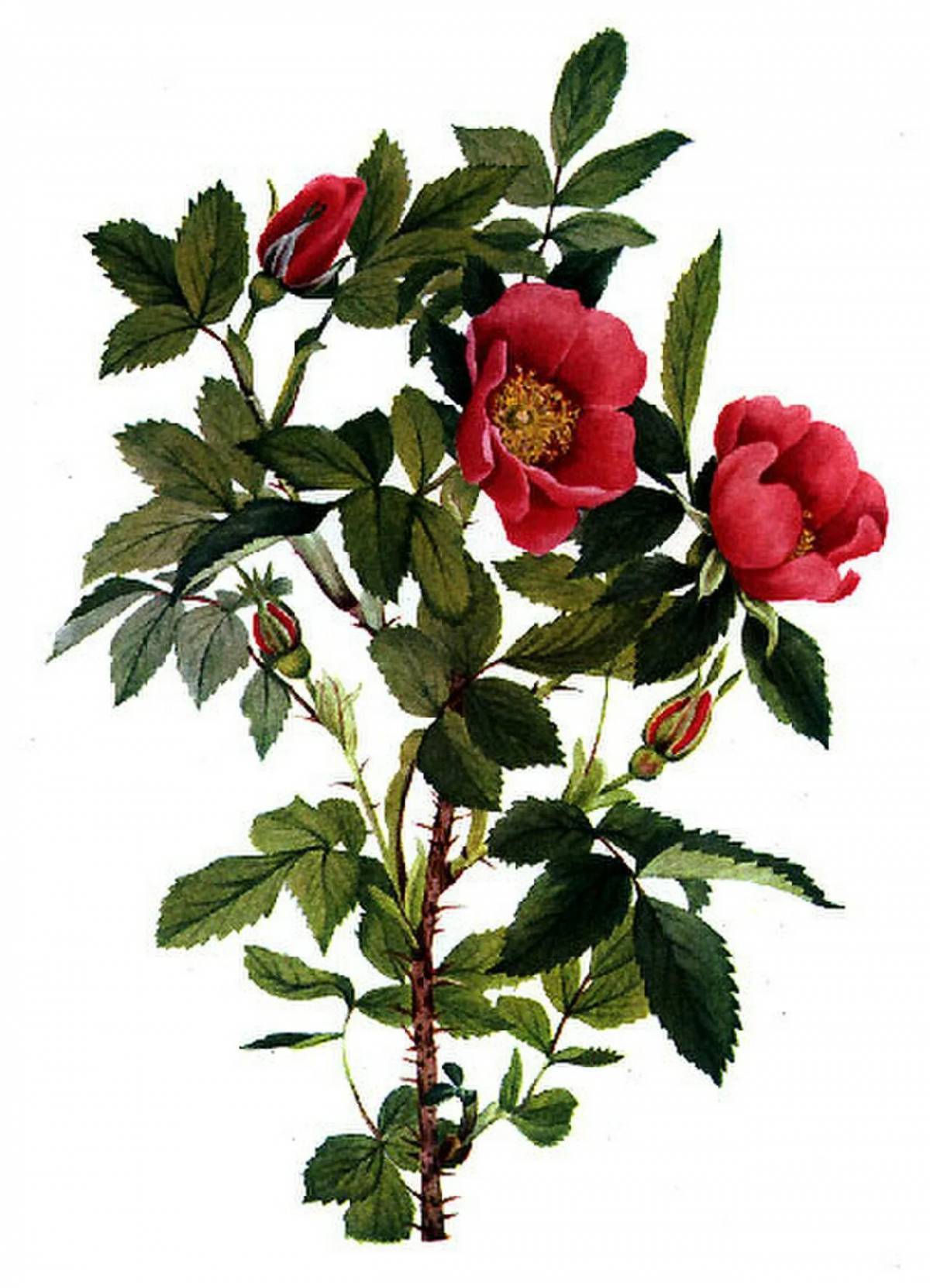 Шиповник символ. Шиповник куст. Пьер жозеф редуте ботанический. Шиповник иглистый ботанический рисунок. Шиповник символ.