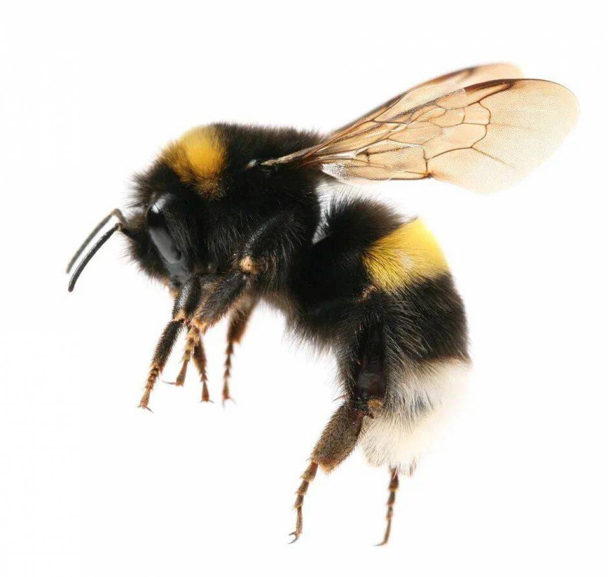 Подарок осу. Шмель Земляной Bombus terrestris. Пчела на белом фоне. Шмель на белом фоне. Пушистая пчела.