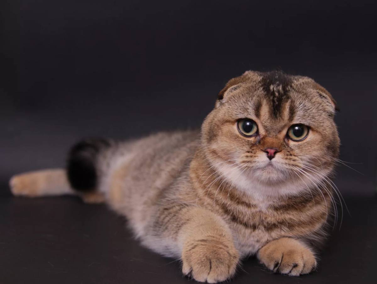 Кошки шотландские