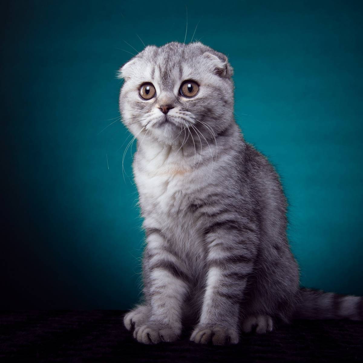 Кошки шотландские
