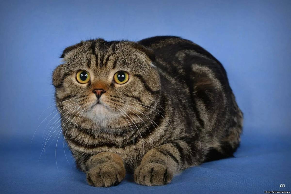 Кошки шотландские