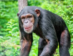 Раскраска шимпанзе #28 #564810