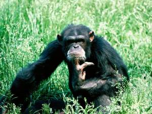 Раскраска шимпанзе #29 #564811