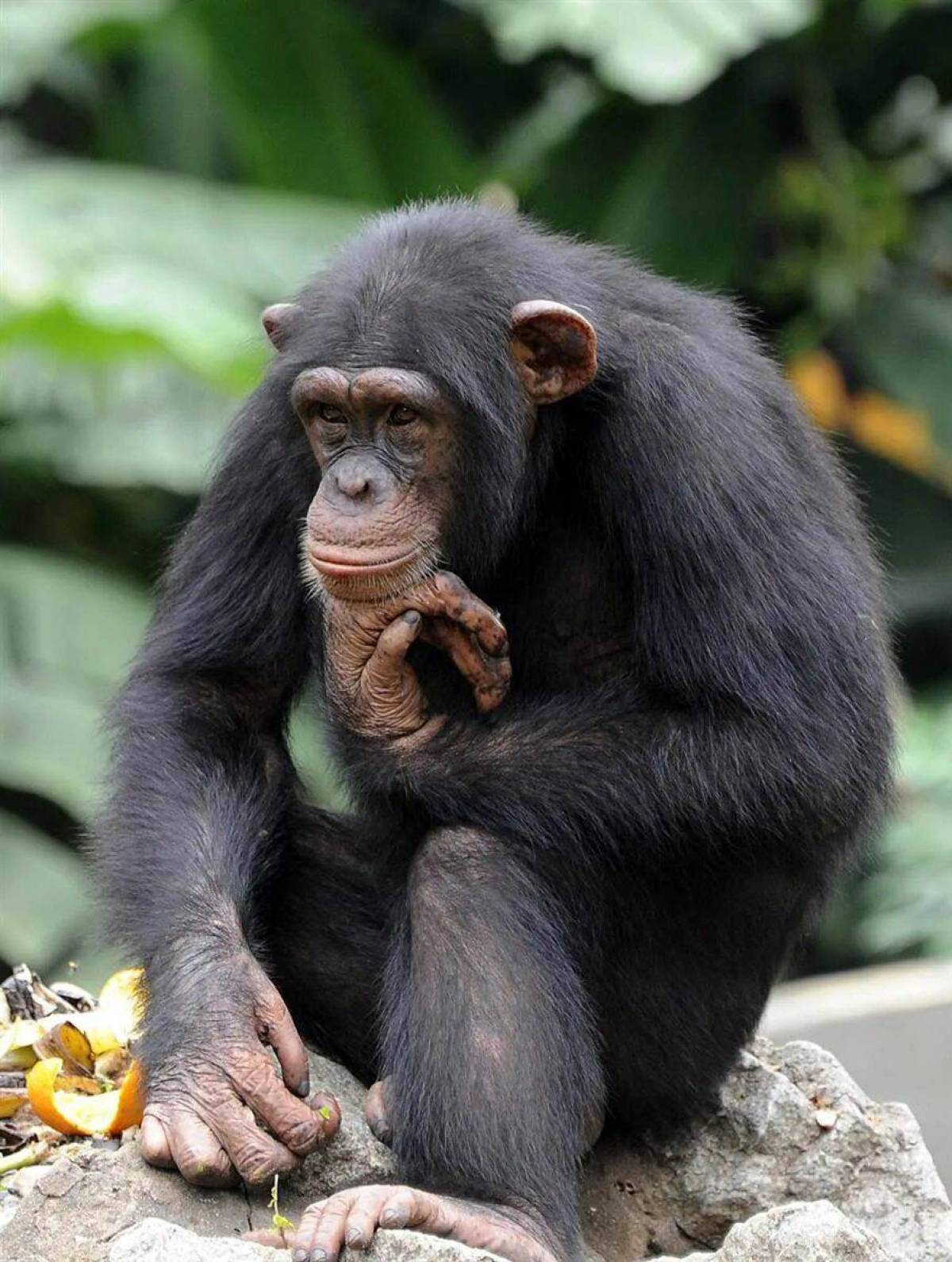 Шимпанзе #3