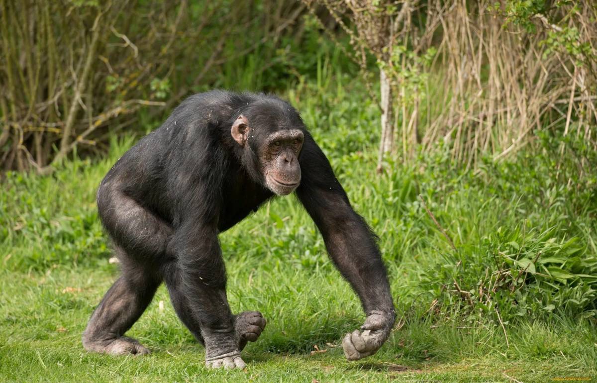 Шимпанзе #4