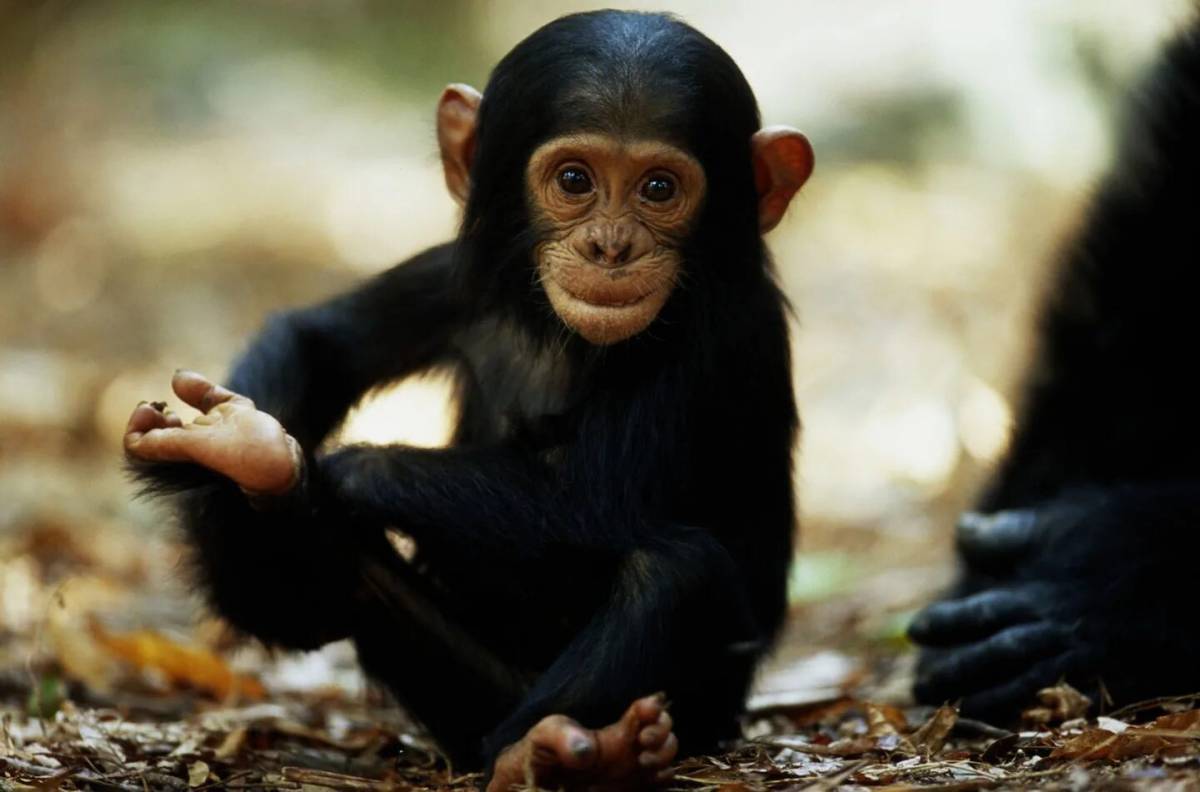 Шимпанзе #8
