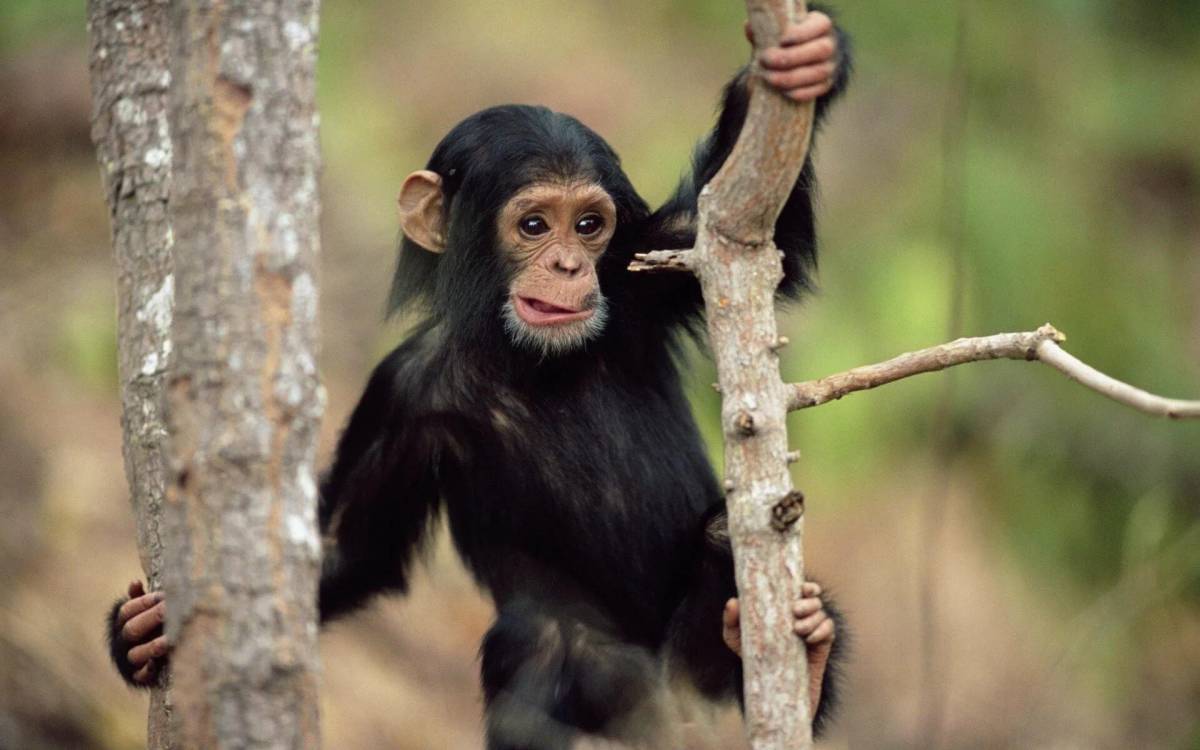 Шимпанзе #11