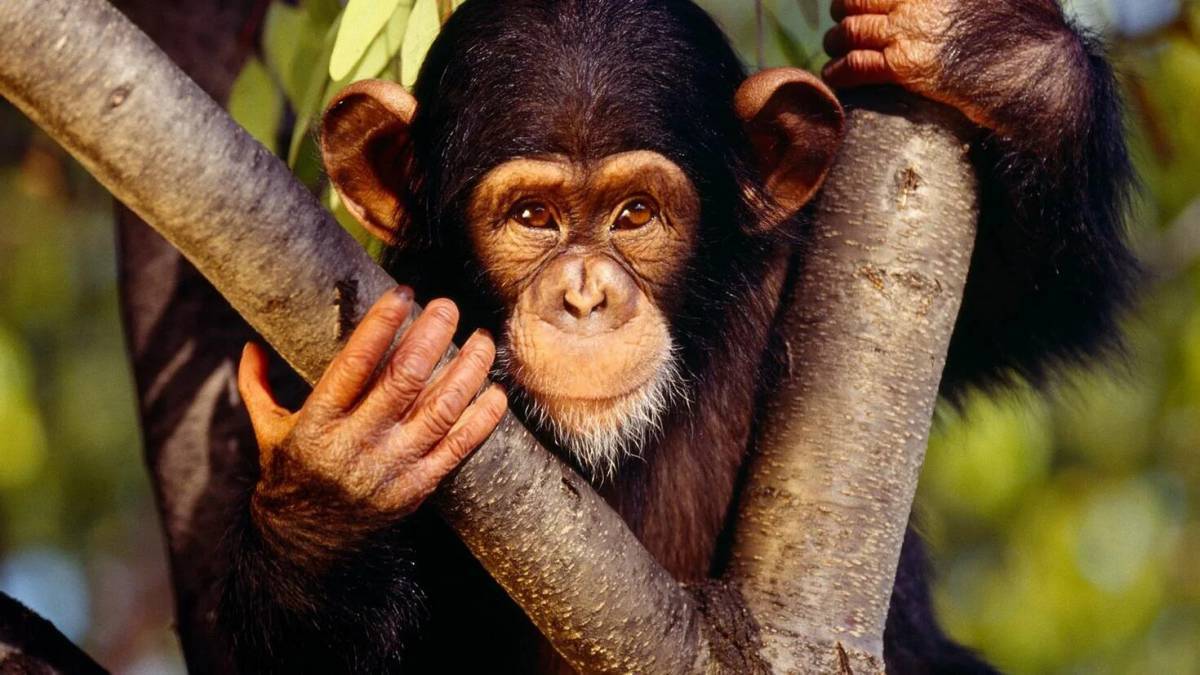 Шимпанзе #12