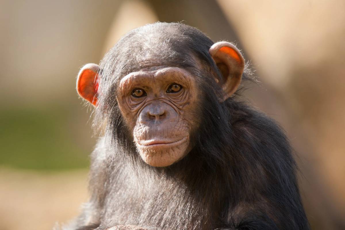 Шимпанзе #13