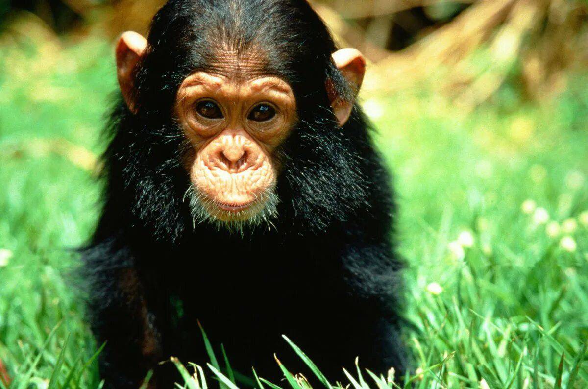 Шимпанзе #19
