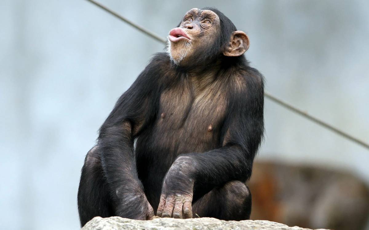 Шимпанзе #26