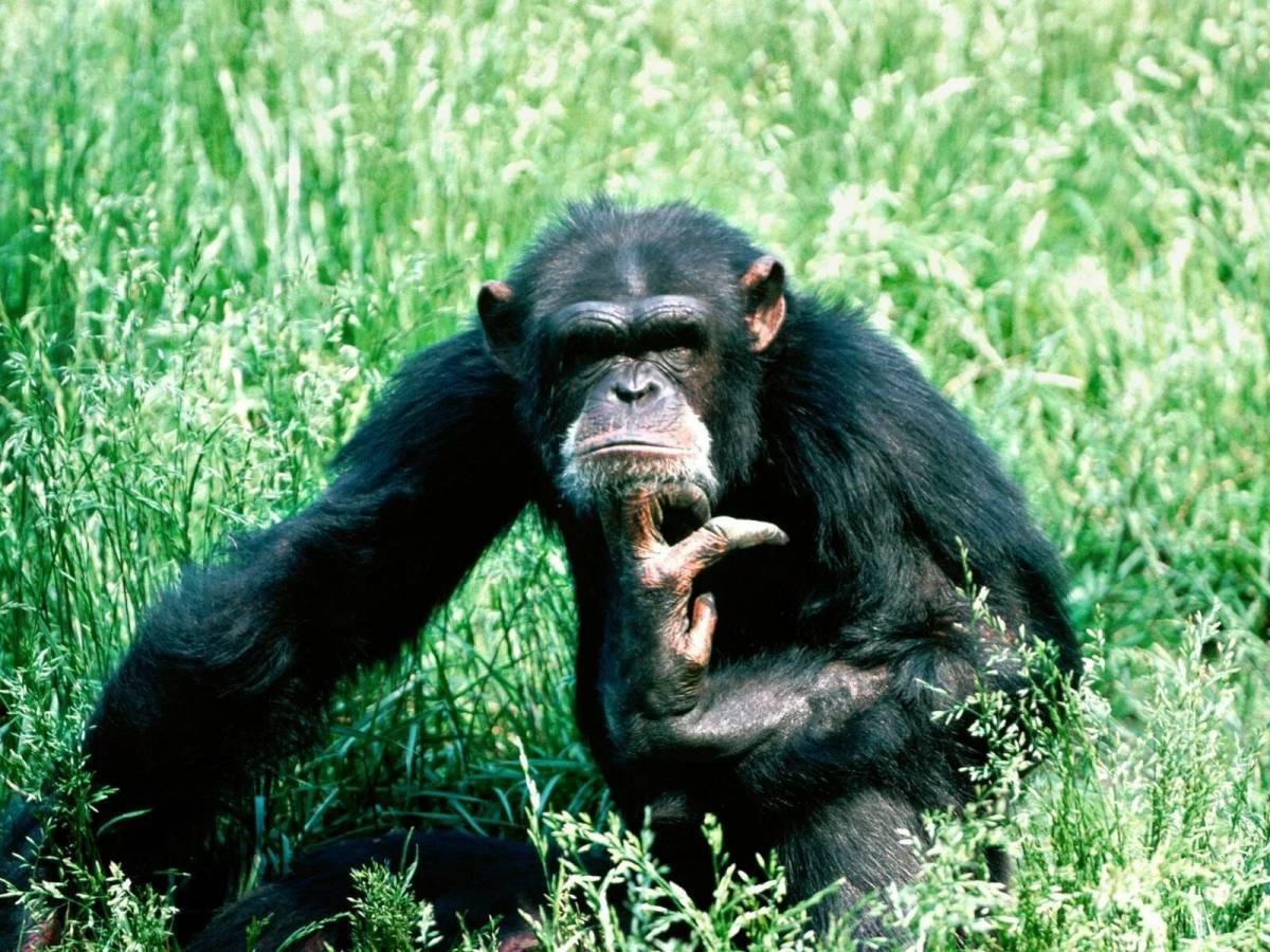 Шимпанзе #29