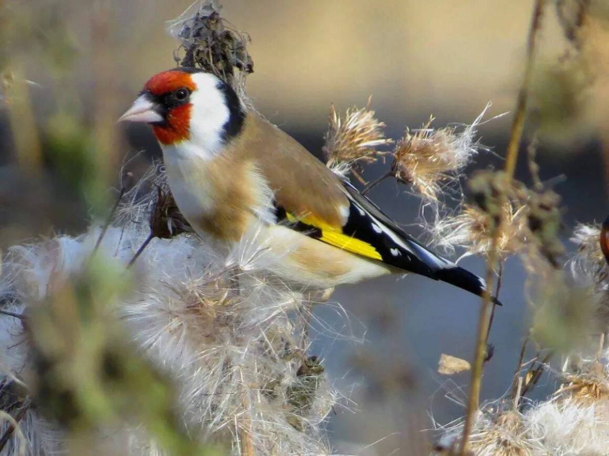 Фото щегла. Красноголовый щегол. Обыкновенный щегол Carduelis Carduelis. Птицы Сибири щегол. Лазоревка щегол.